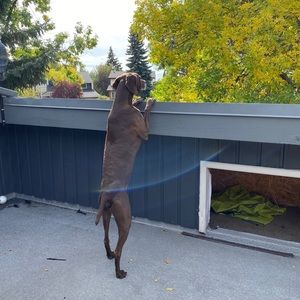 Meet your Posher, Nina